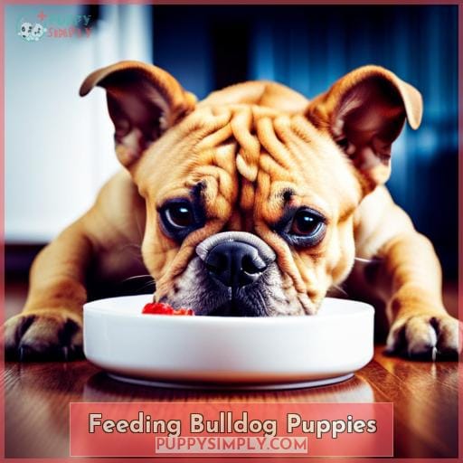 Feeding Bulldog Puppies
