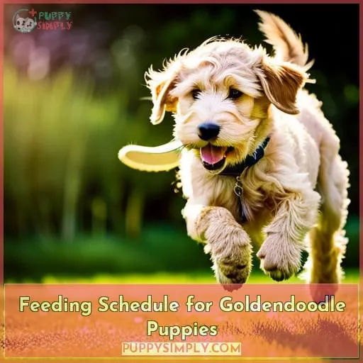 Feeding Schedule for Goldendoodle Puppies