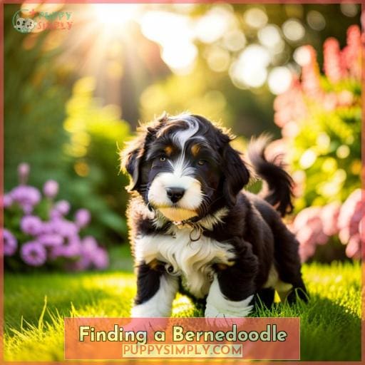 Finding a Bernedoodle