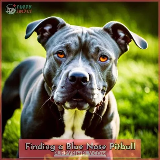 Finding a Blue Nose Pitbull