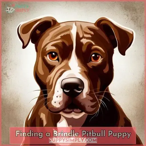 Finding a Brindle Pitbull Puppy