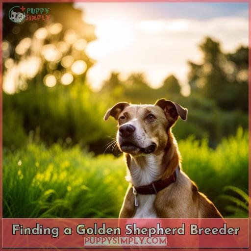 Finding a Golden Shepherd Breeder