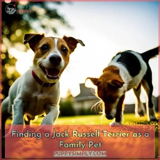 Finding a Jack Russell Terrier as a Family Pet