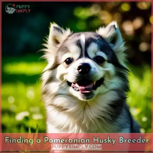 Finding a Pomeranian Husky Breeder