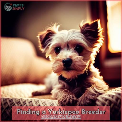 Finding a Yorkiepoo Breeder