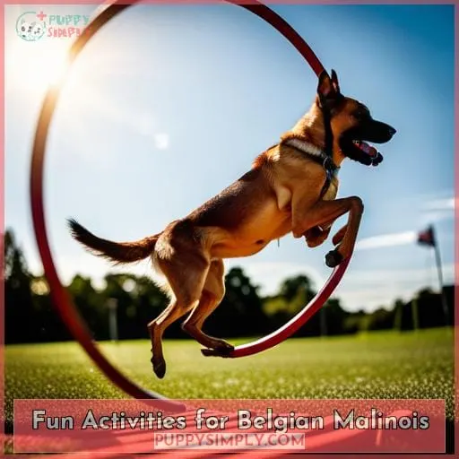 Fun Activities for Belgian Malinois