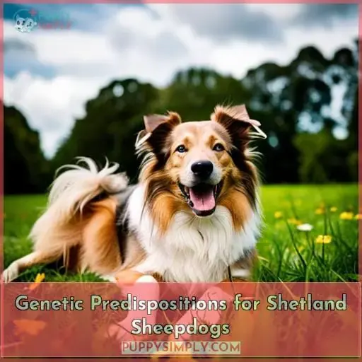 Genetic Predispositions for Shetland Sheepdogs