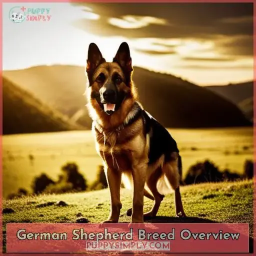 German Shepherd Breed Overview
