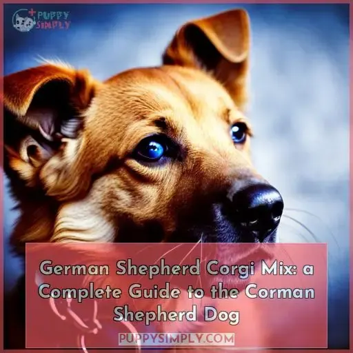 german shepherd corgi mix
