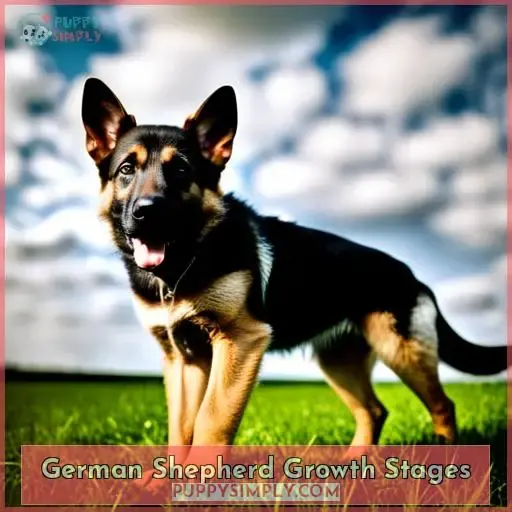 German Shepherd Growth Stages