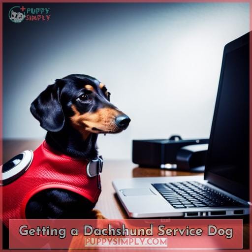 Getting a Dachshund Service Dog