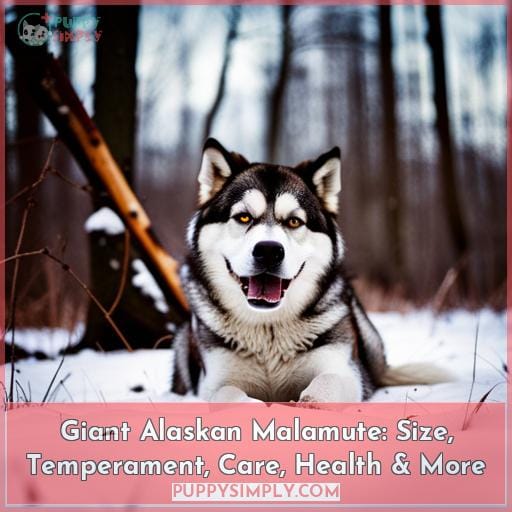 Giant Alaskan Malamute: Size, Temperament, Care, Health & More