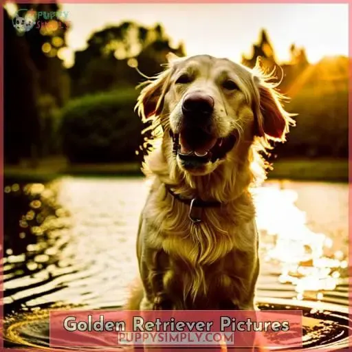 Golden Retriever Pictures