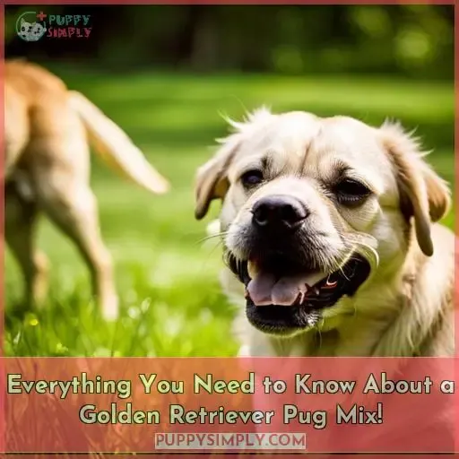 golden retriever pug mix