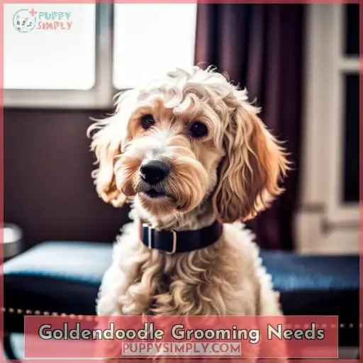 Goldendoodle Grooming Needs