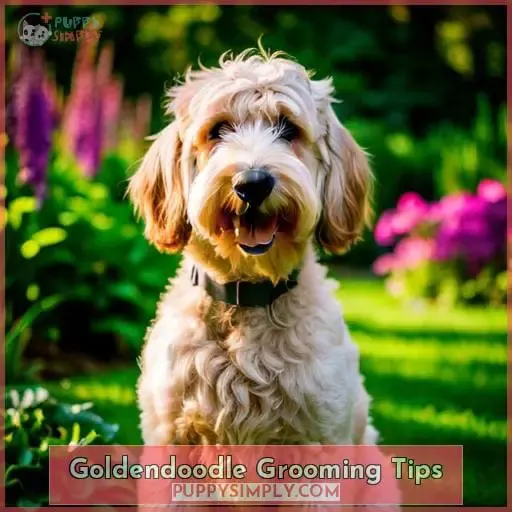 Goldendoodle Grooming Tips