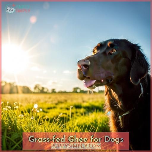 Grass-fed Ghee for Dogs