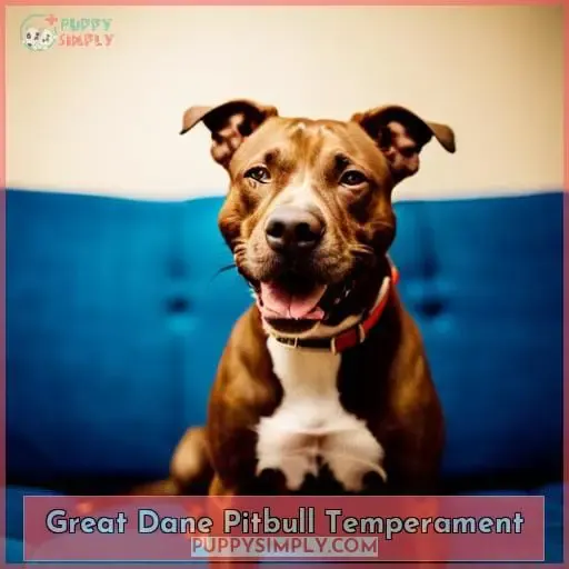 Great Dane Pitbull Temperament