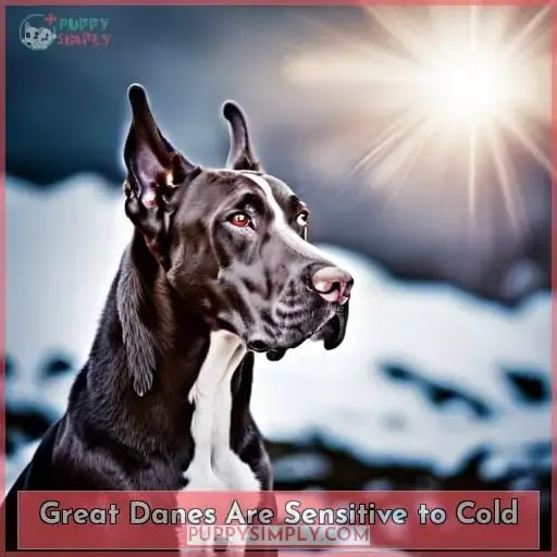 Great Danes Are Sensitive to Cold