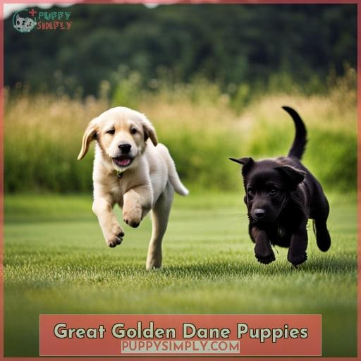 Great Golden Dane Puppies