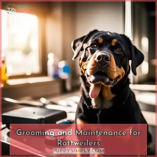 Grooming and Maintenance for Rottweilers