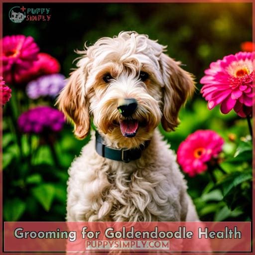 Grooming for Goldendoodle Health