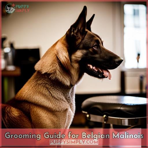 Grooming Guide for Belgian Malinois