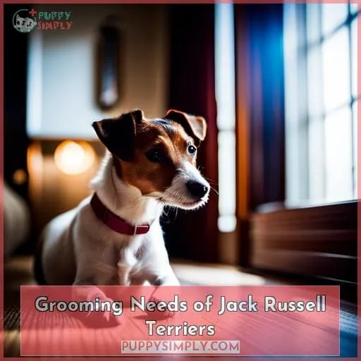 Grooming Needs of Jack Russell Terriers