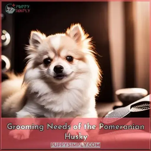 Grooming Needs of the Pomeranian Husky