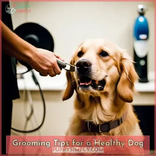 Grooming Tips for a Healthy Dog