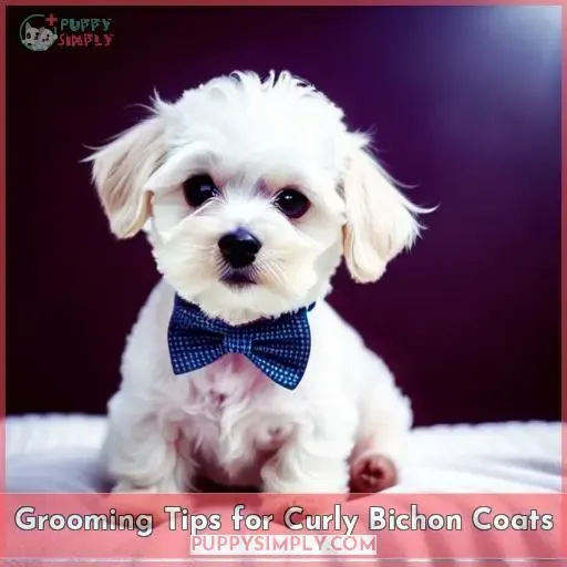 Grooming Tips for Curly Bichon Coats