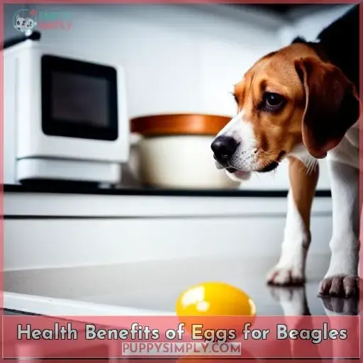 Health Benefits of Eggs for Beagles