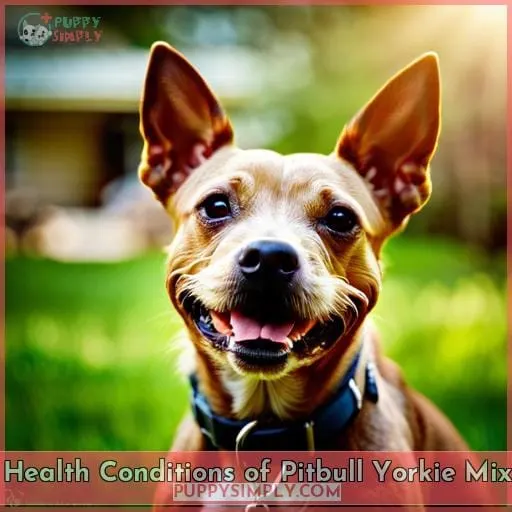 Health Conditions of Pitbull Yorkie Mix