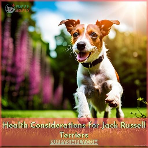 Health Considerations for Jack Russell Terriers