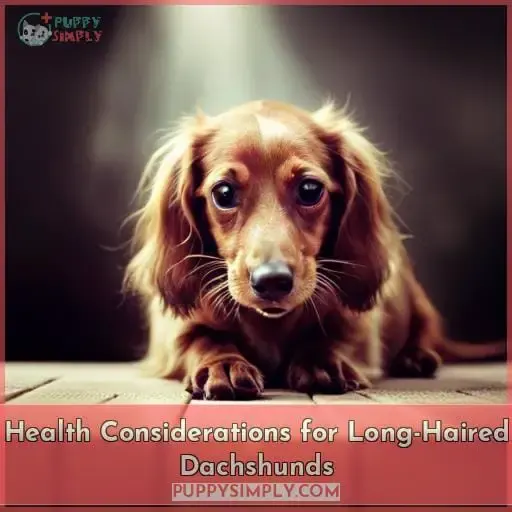Health Considerations for Long-Haired Dachshunds