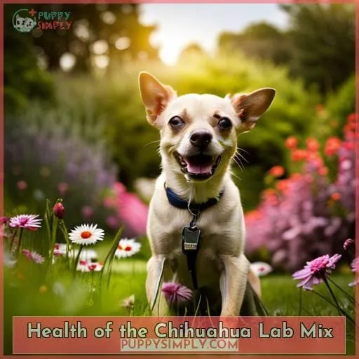 Health of the Chihuahua Lab Mix