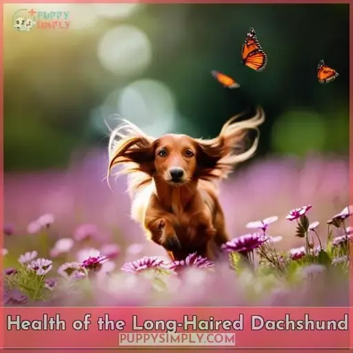 Health of the Long-Haired Dachshund