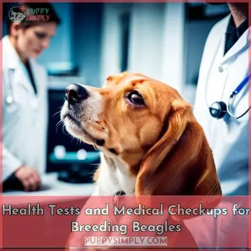 Health Tests and Medical Checkups for Breeding Beagles