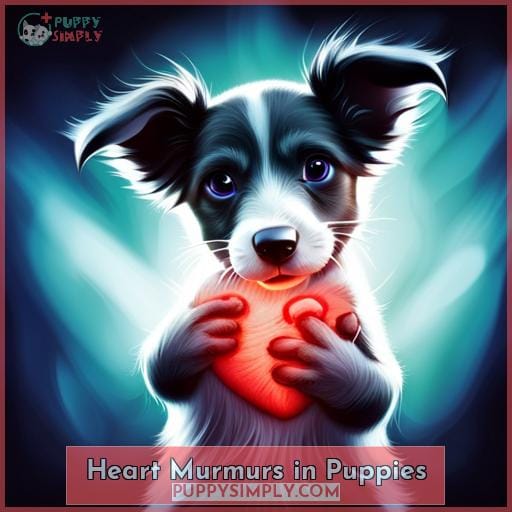 Heart Murmurs in Puppies