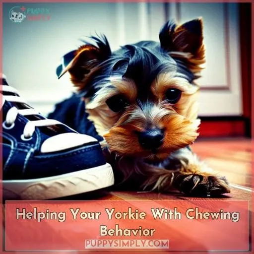 Helping Your Yorkie With Chewing Behavior