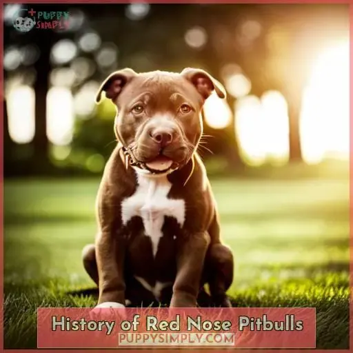 History of Red Nose Pitbulls