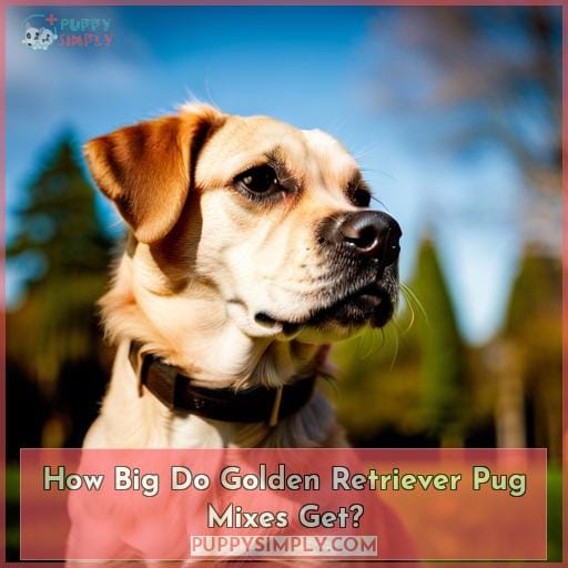 How Big Do Golden Retriever Pug Mixes Get