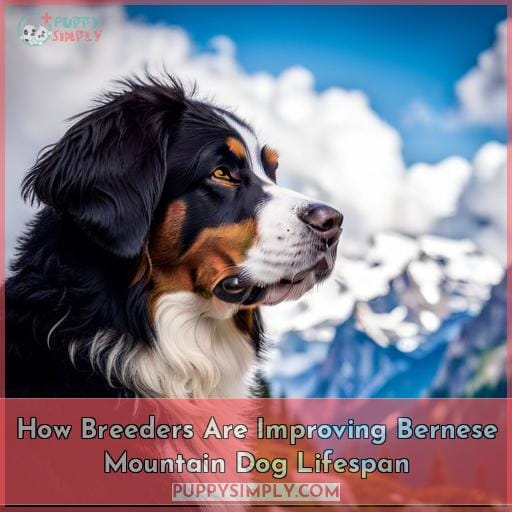How Breeders Are Improving Bernese Mountain Dog Lifespan