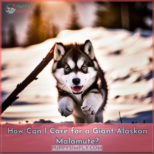 How Can I Care for a Giant Alaskan Malamute