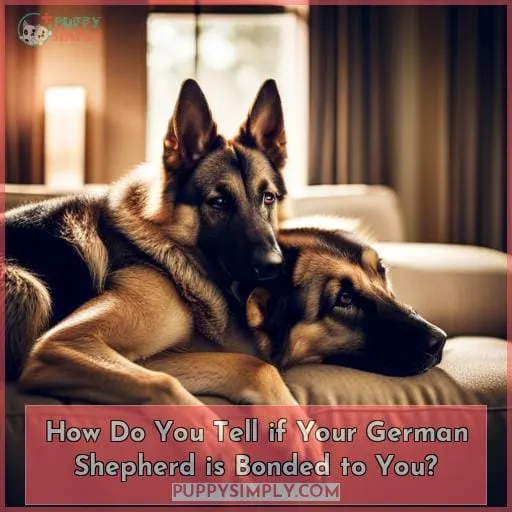 How Do You Tell if Your German Shepherd is Bonded to You