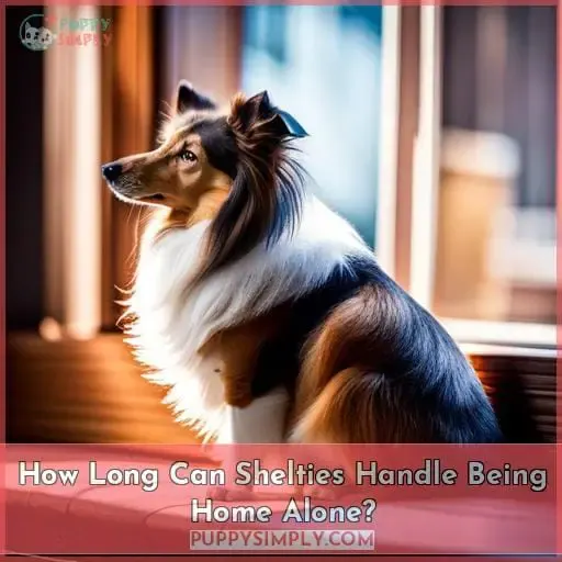 how long can shelties be left alone