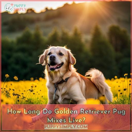 How Long Do Golden Retriever Pug Mixes Live