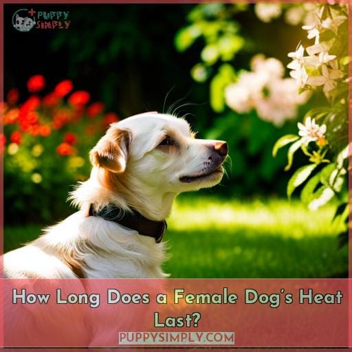How Long Does a Female Dog’s Heat Last