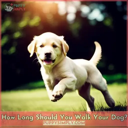 How Long Should You Walk Your Dog