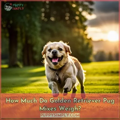 How Much Do Golden Retriever Pug Mixes Weigh